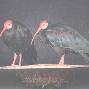 Southern bald ibisses