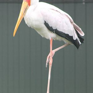 Yellow-billed stork