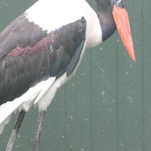 Saddle-billed stork
