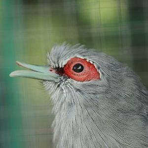 Green-billed Malkoha (Phaenicophaeus tristis)