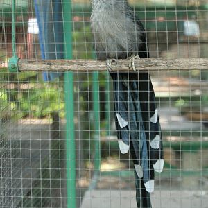 Green-billed Malkoha (Phaenicophaeus tristis)