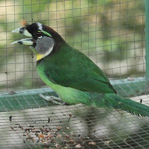 Fire-tufted Barbet (Psilopogon pyrolophus)