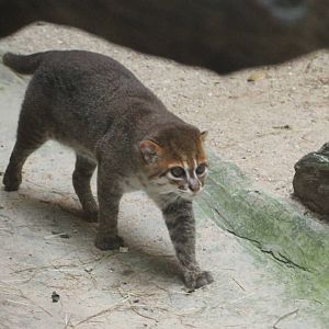 Flat-headed Cat (Prionailurus planiceps)