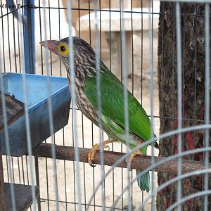 Lineated Barbet