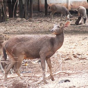Free-roaming deer