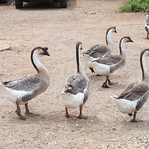 Free-roaming geese
