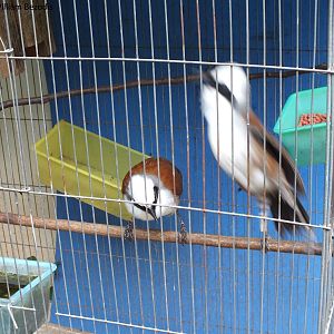 white-crested laughing-thrush