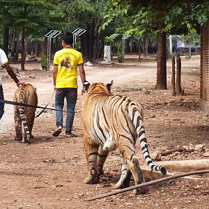 Tiger being walked