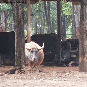 Free-roaming(ish) water buffalo