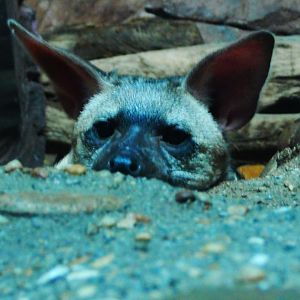 Nov. 2014 - Night Hunters - Eastern Aardwolf