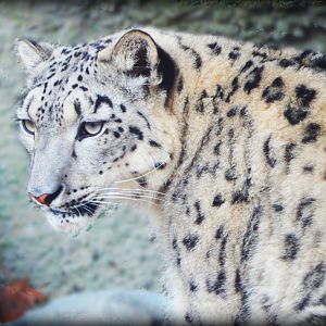Nov. 2014 - Cat Canyon - Renji - Snow Leopard