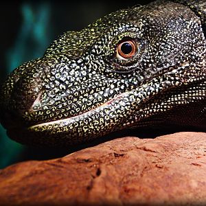 Nov. 2014 - Dragons! - Crocodile Monitor