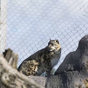Snow Leopard