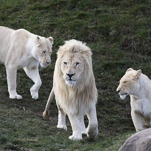 White Lion Pride