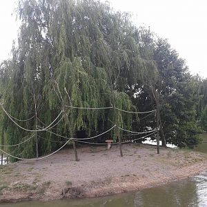 Squirrel monkey island