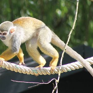 Squirrel monkey