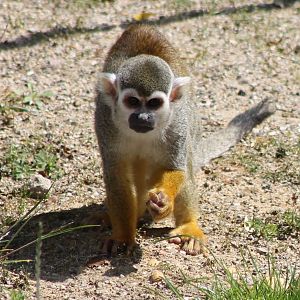 Squirrel monkey