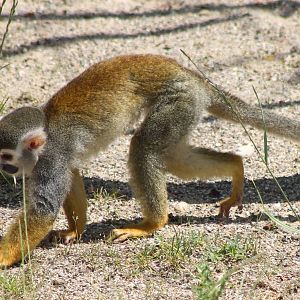Squirrel monkey