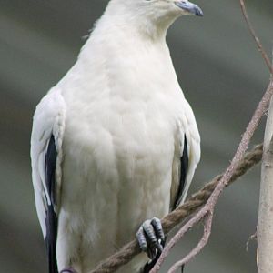 Pied imperial pigeon