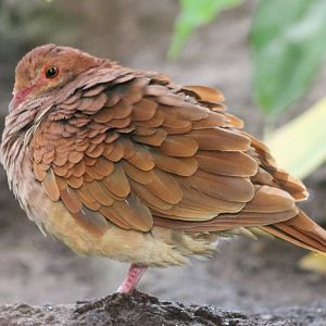 Ruddy quail dove