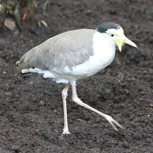 Masked lapwing