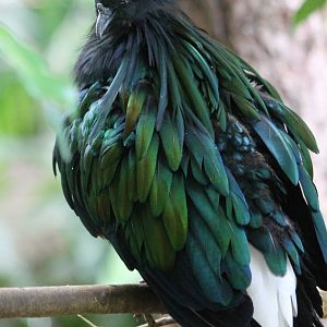Nicobar pigeon