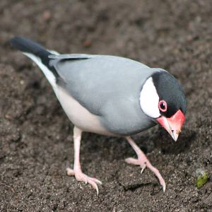 Java sparrow