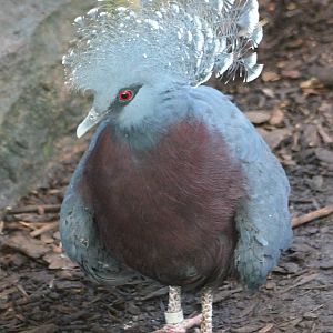 Victoria crowned pigeon