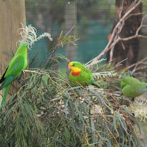 Superb parrots in new walk in aviary.