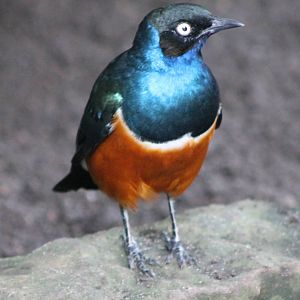 Superb starling
