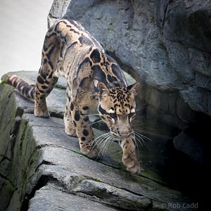 Clouded leopard : RSCC : 17 Oct 2014