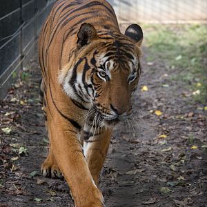 Malayan tiger : RSCC : 17 Oct 2014