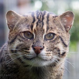 Fishing cat : RSCC : 17 Oct 2014