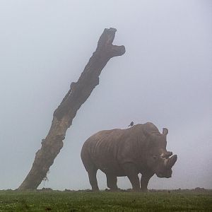 Southern white rhinoceros : Whipsnade : 30 Nov 2014