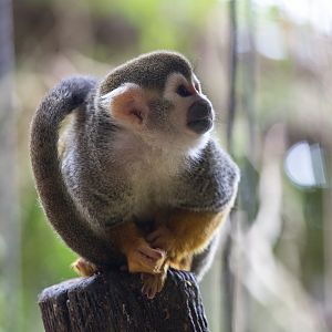 Squirrel monkey : Cotswold WP : 25 Oct 2014