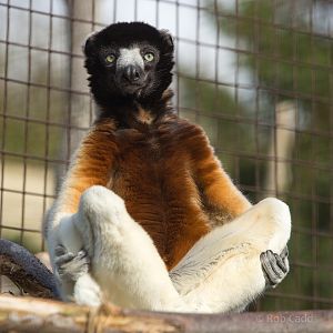 Crowned sifaka : Cotswold WP : 25 Oct 2014