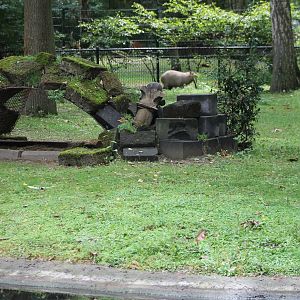 Enclosure Capybaras