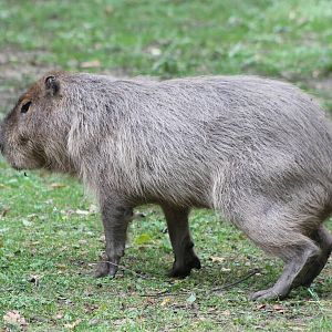 Capybara