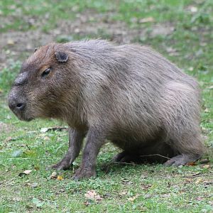 Capybara