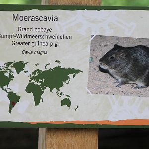 Sign Greater guinea pig