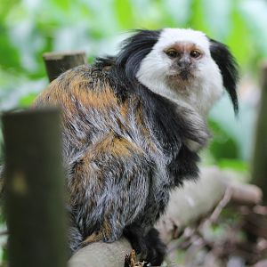 White-faced marmoset
