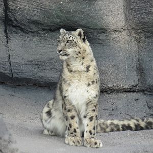 Snow Leopard