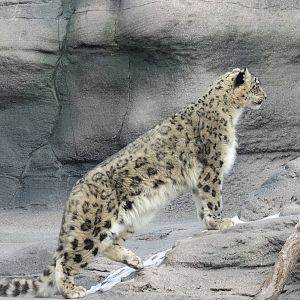 Snow Leopard