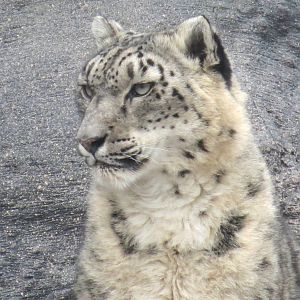 Snow Leopard