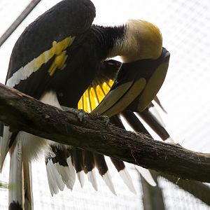 Great Indian hornbill : Cotswold WP : 25 Oct 2014