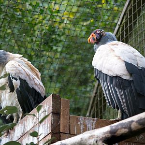 King vultures : Cotswold WP : 25 Oct 2014