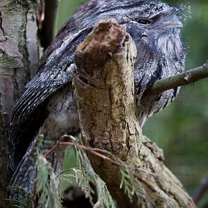 Tawny frogmouth : Cotswold WP : 25 Oct 2014