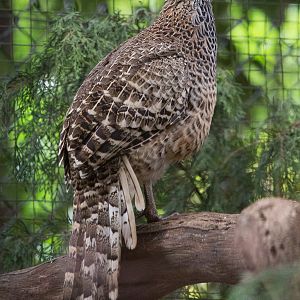 Cheer pheasant : Cotswold WP : 25 Oct 2014