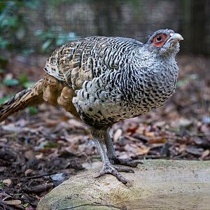 Cheer pheasant : Cotswold WP : 25 Oct 2014