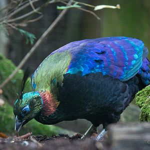 Himalayan monal : Cotswold WP : 25 Oct 2014